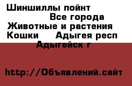 Шиншиллы пойнт ns1133,ny1133. - Все города Животные и растения » Кошки   . Адыгея респ.,Адыгейск г.
